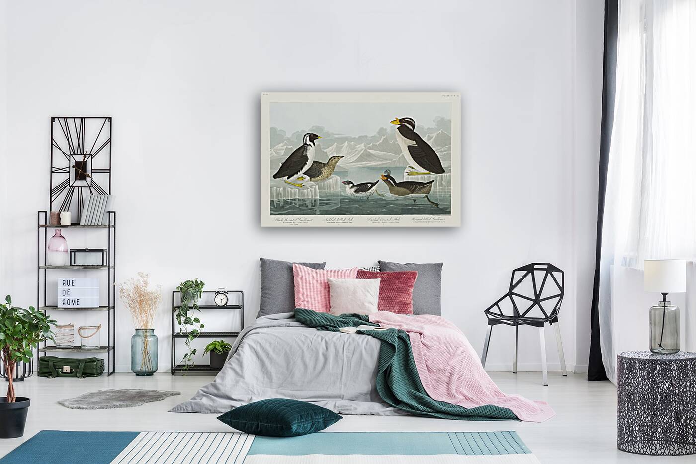 Black-throated Guillemot Nobbed-billed Auk Curled-crested Auk and Horned-billed Guillemot Reproduction