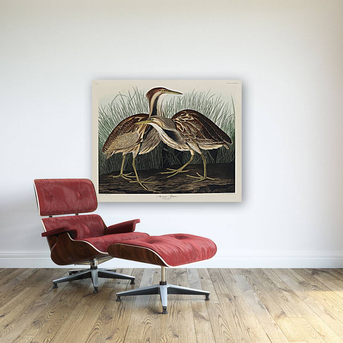 American Bittern Reproduction