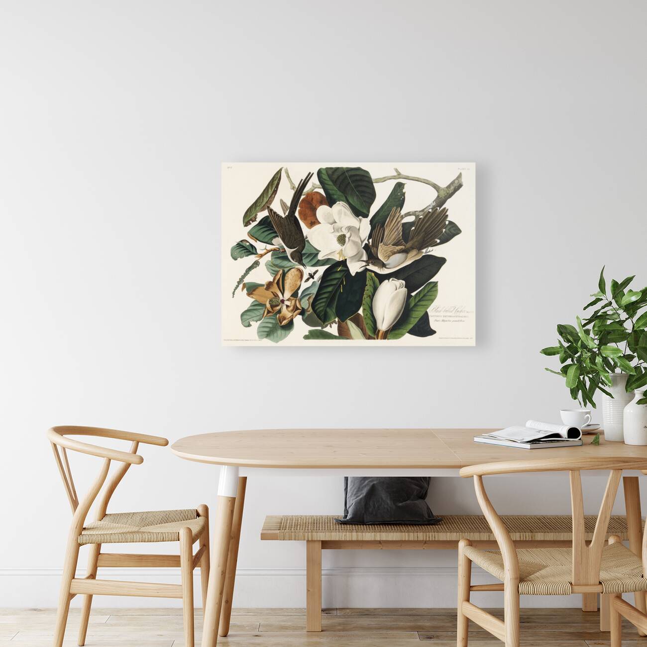 Black-billed Cuckoo Reproduction