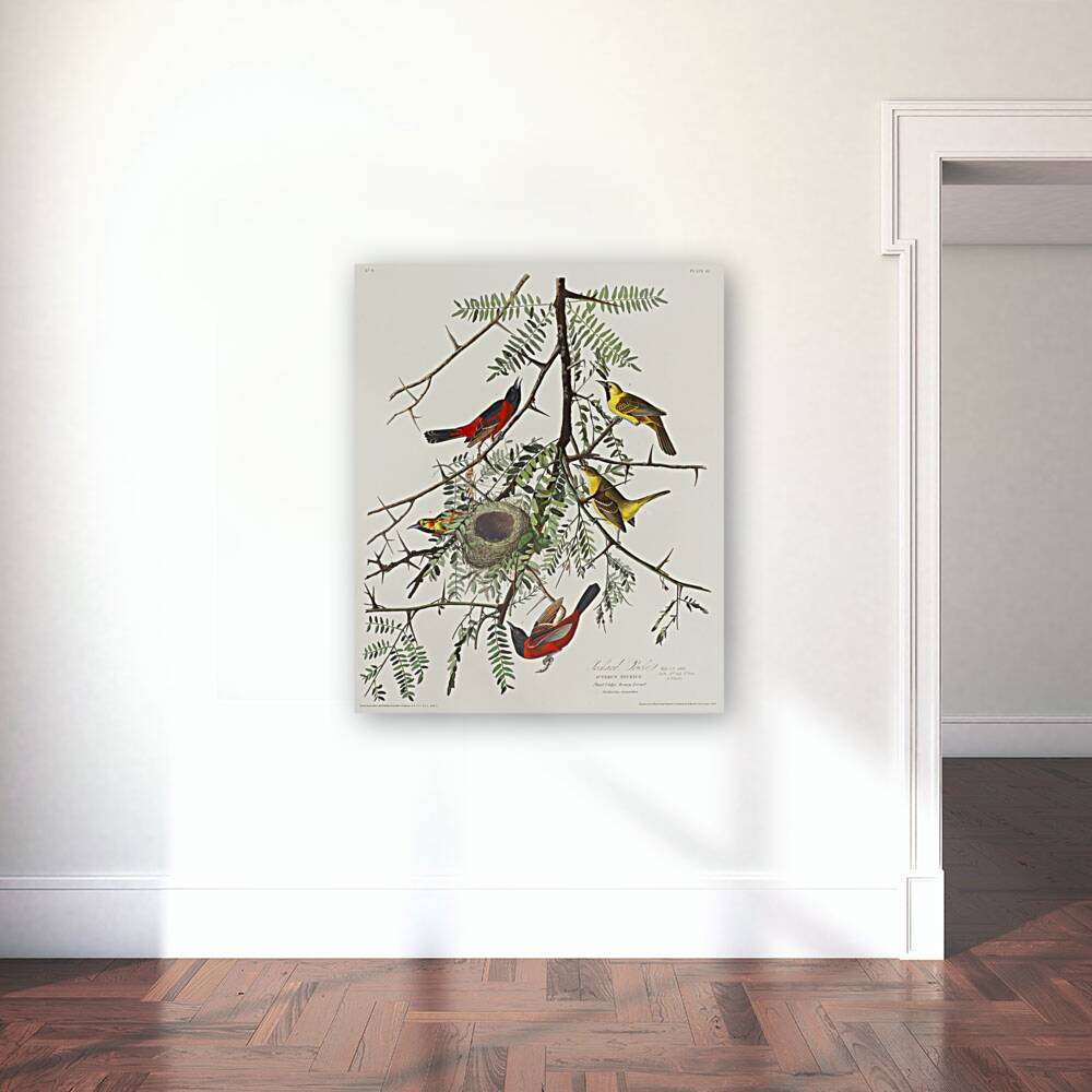 Orchard Oriole Reproduction