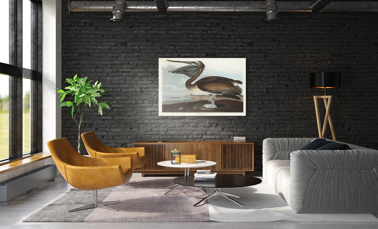 Brown Pelican Reproduction