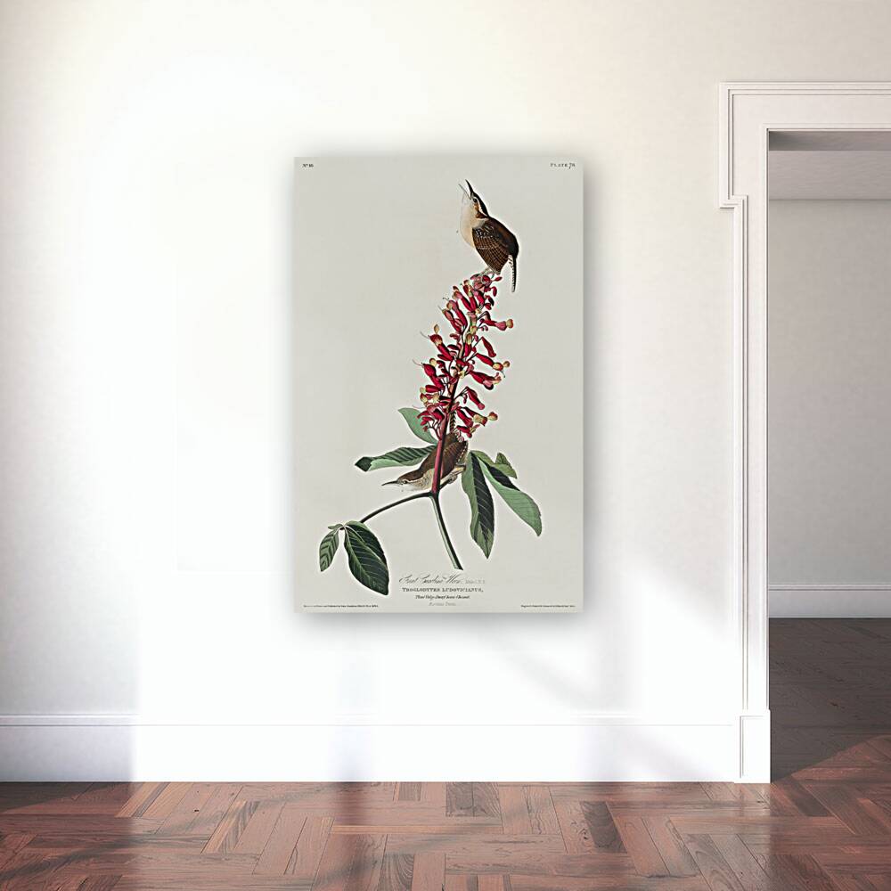 Great Carolina Wren Reproduction