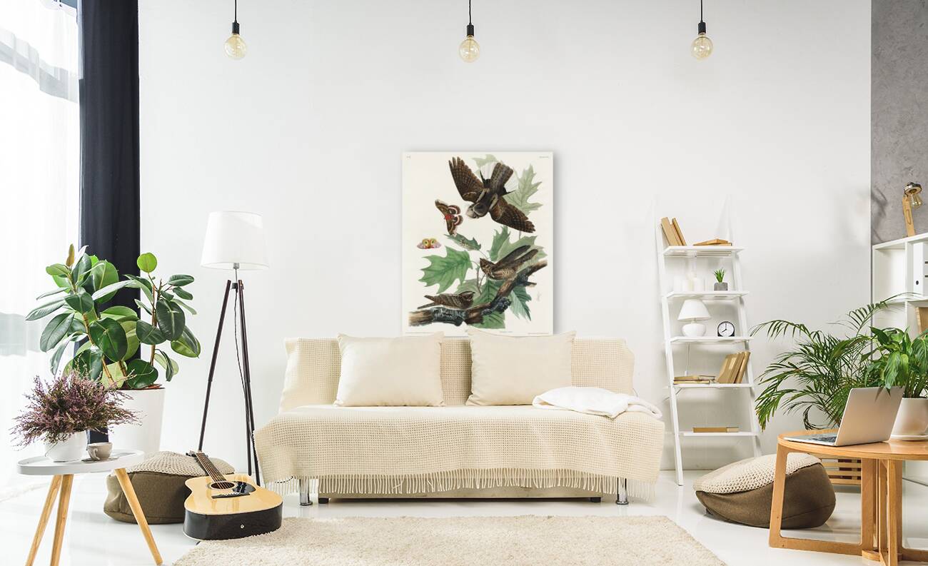 Whip-poor-will Reproduction