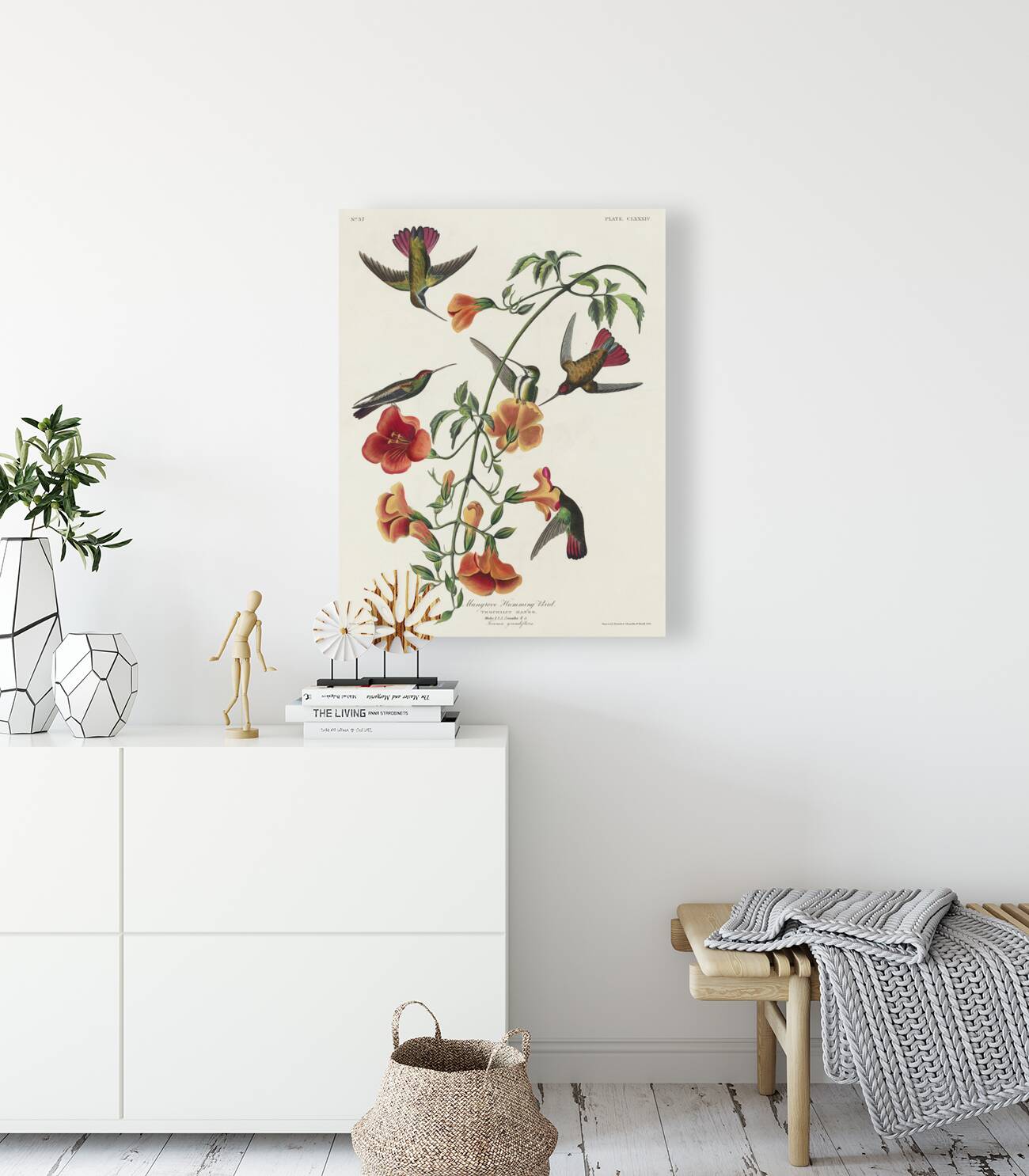 Mango Hummingbird Reproduction