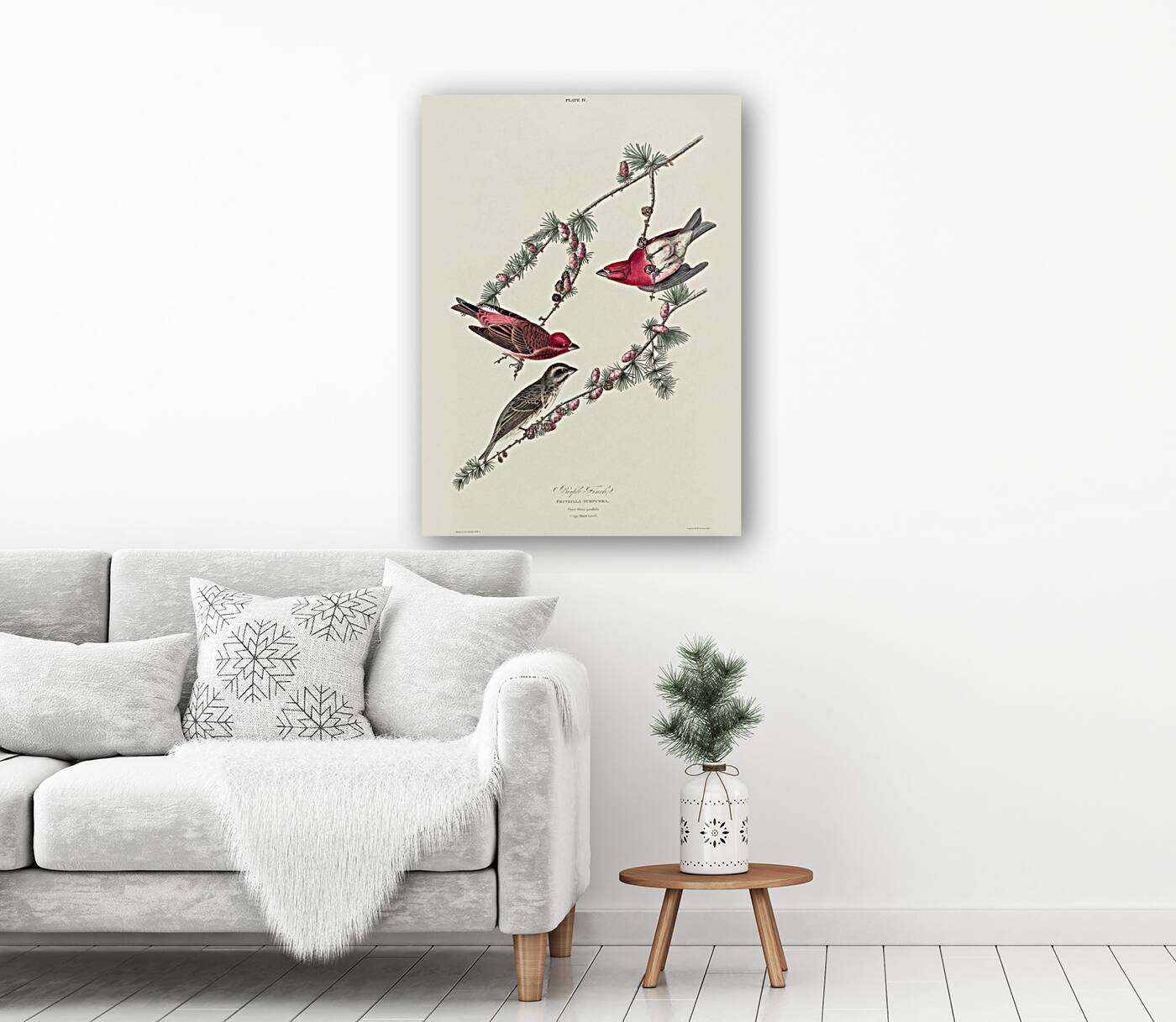 Purple Finch Reproduction