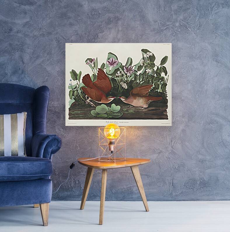 Key-west Dove Reproduction