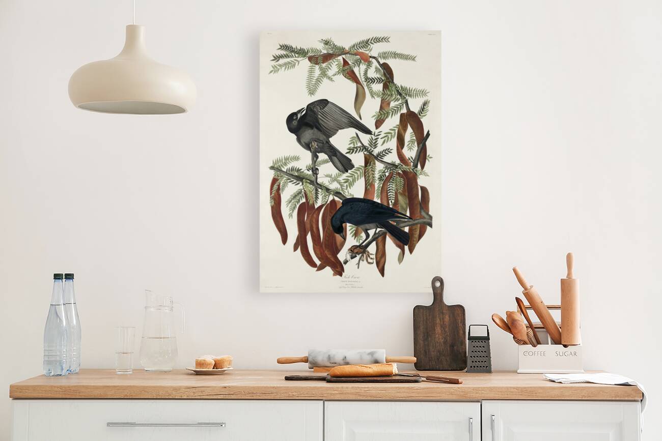 Fish Crow Reproduction