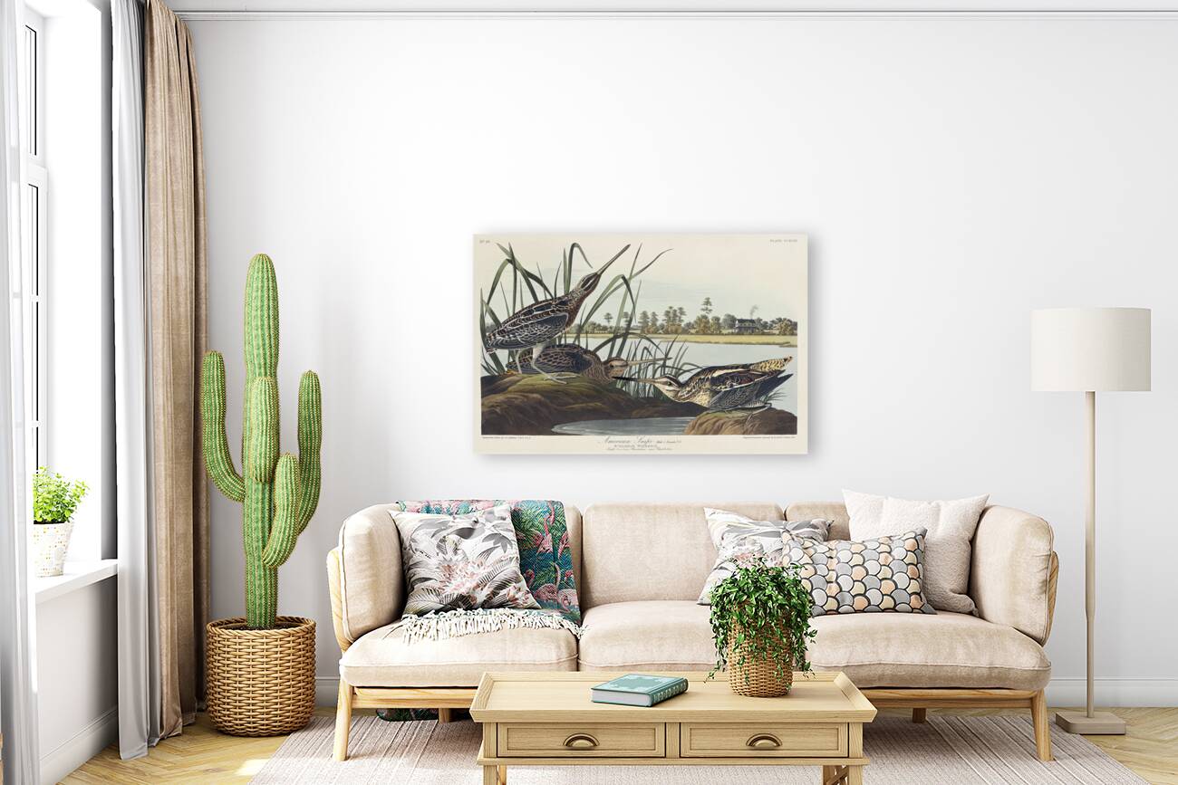 American Snipe Reproduction