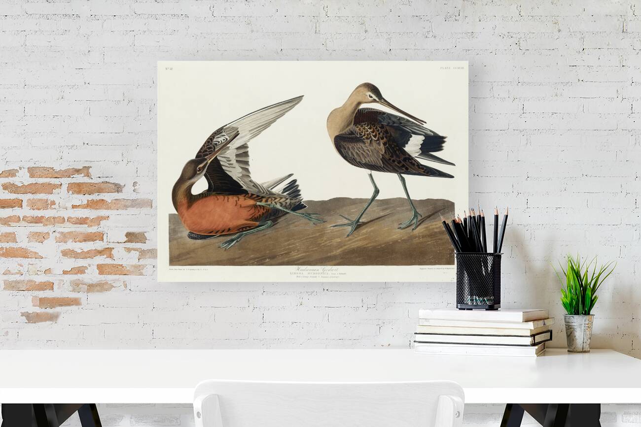 Hudsonian Godwit Reproduction