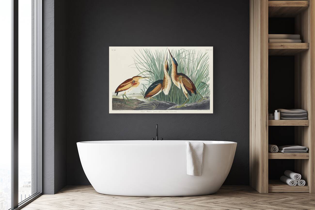 Hudsonian Godwit Reproduction