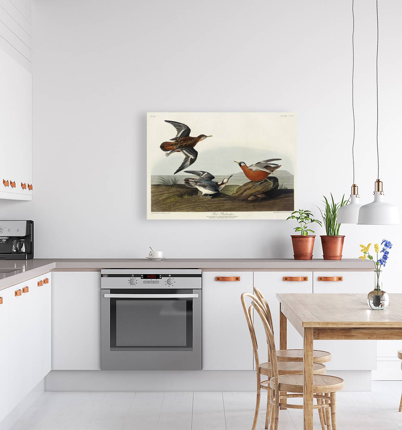 Red Phalarope Reproduction