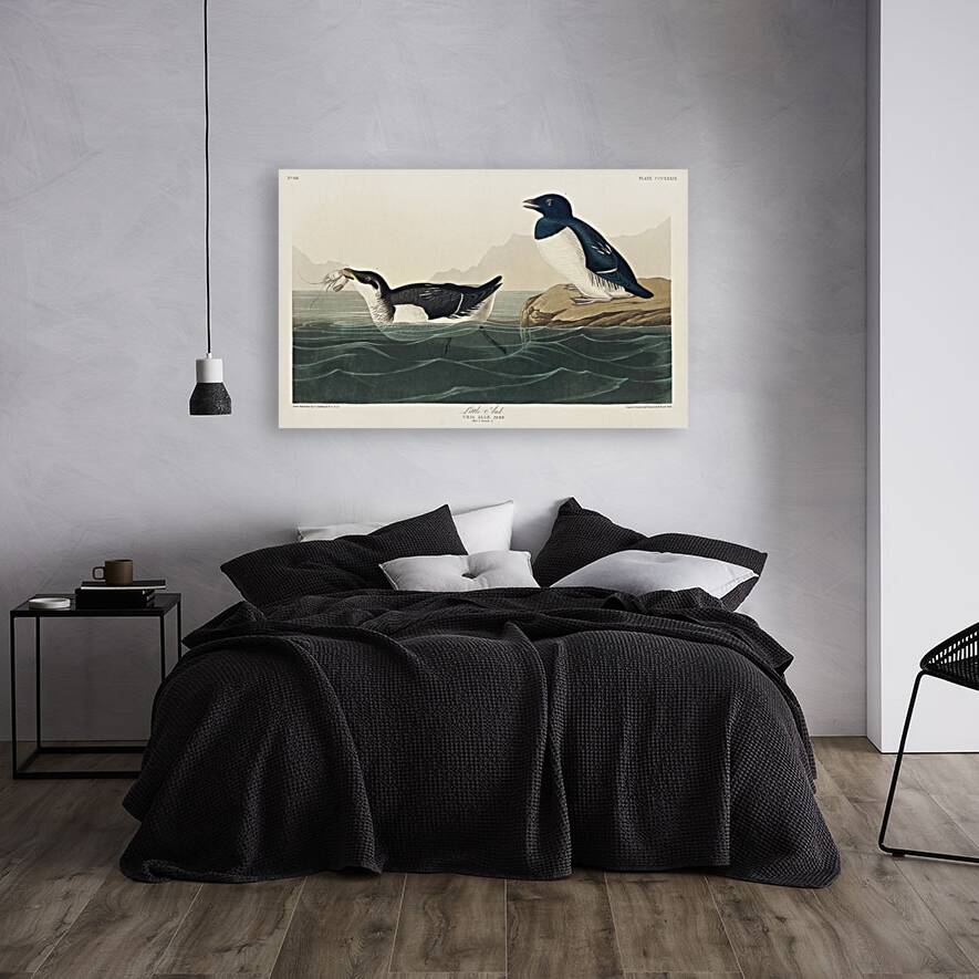 Little Auk Reproduction