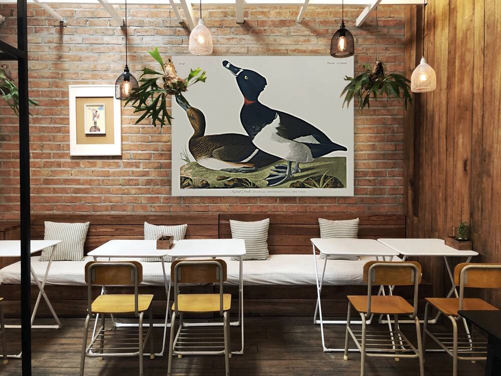 Ring-necked Duck Reproduction