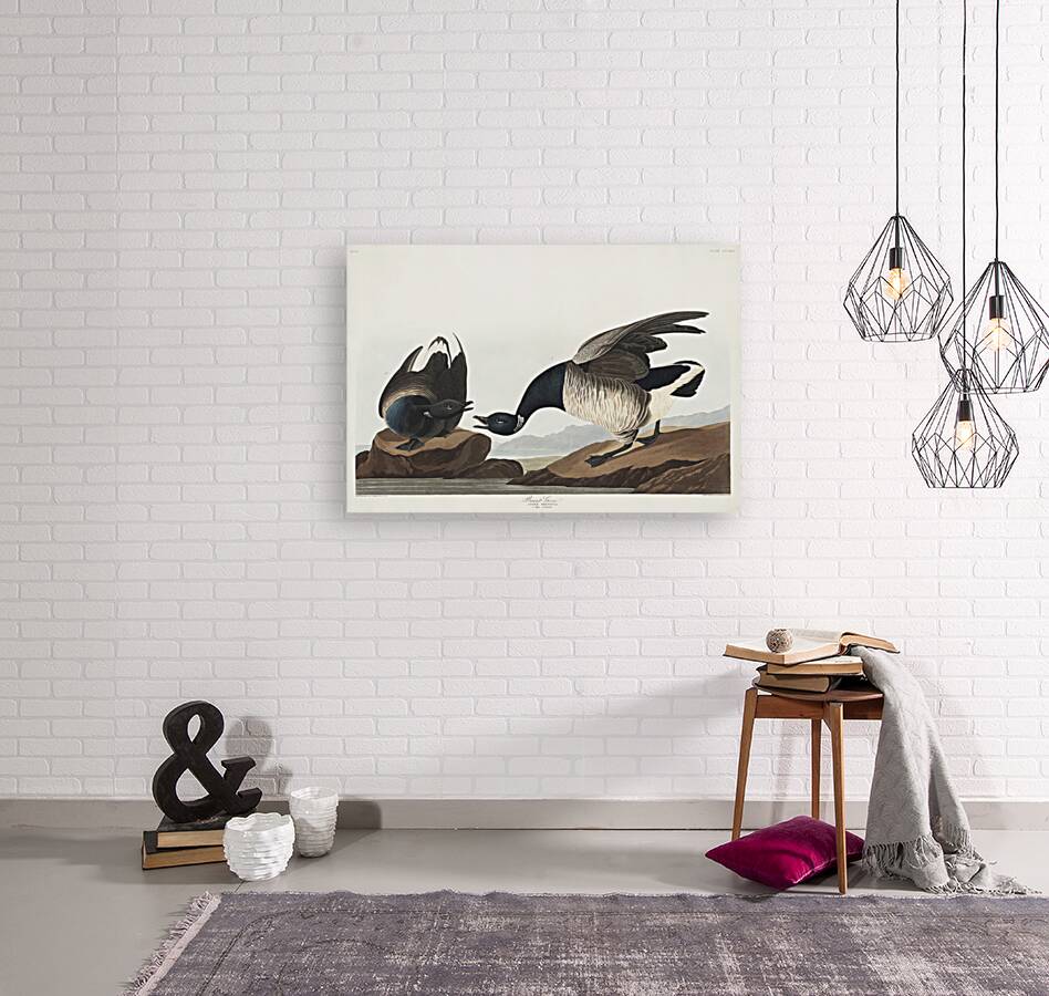 Brant Goose Reproduction