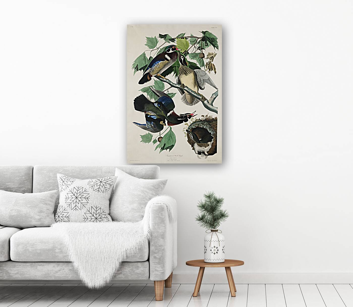 Summer or Wood Duck Reproduction