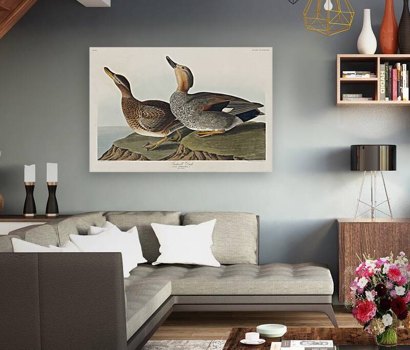 Gadwall Duck Reproduction