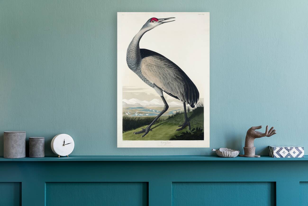 Hooping Crane Reproduction