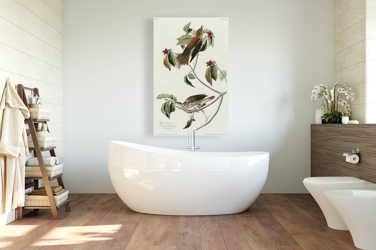 Wood Thrush Reproduction