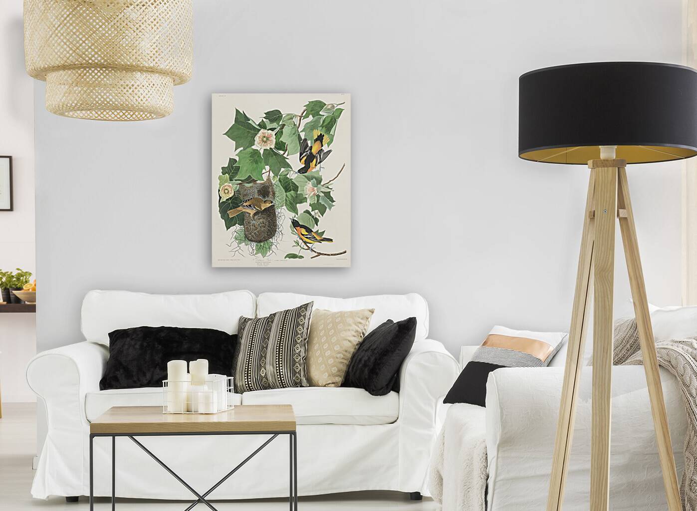 Baltimore Oriole Reproduction