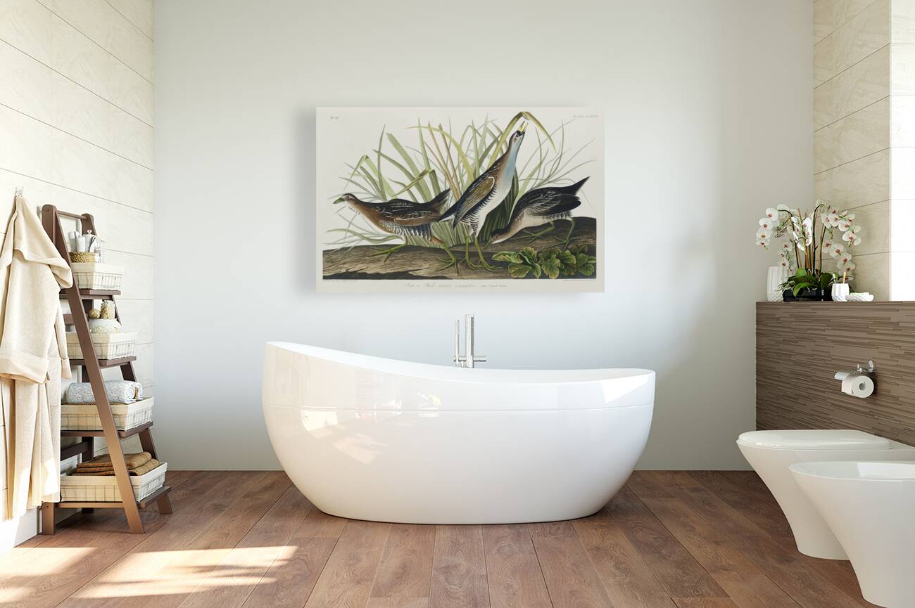 Sora or Rail Reproduction