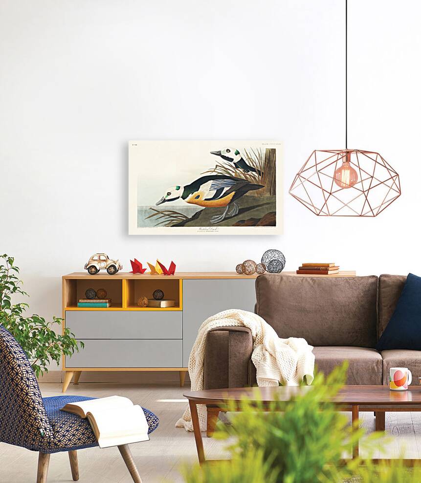 Western Duck Reproduction