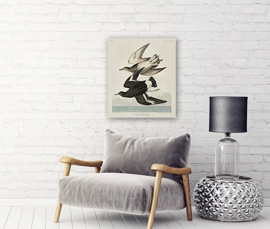 Townsends Sandpiper Reproduction