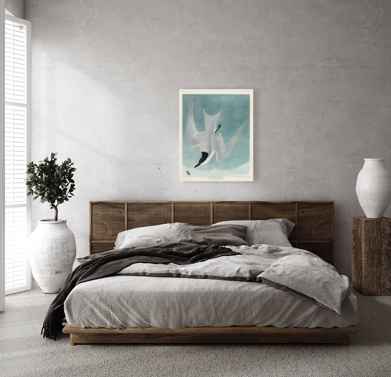 Lenaida Dove Reproduction