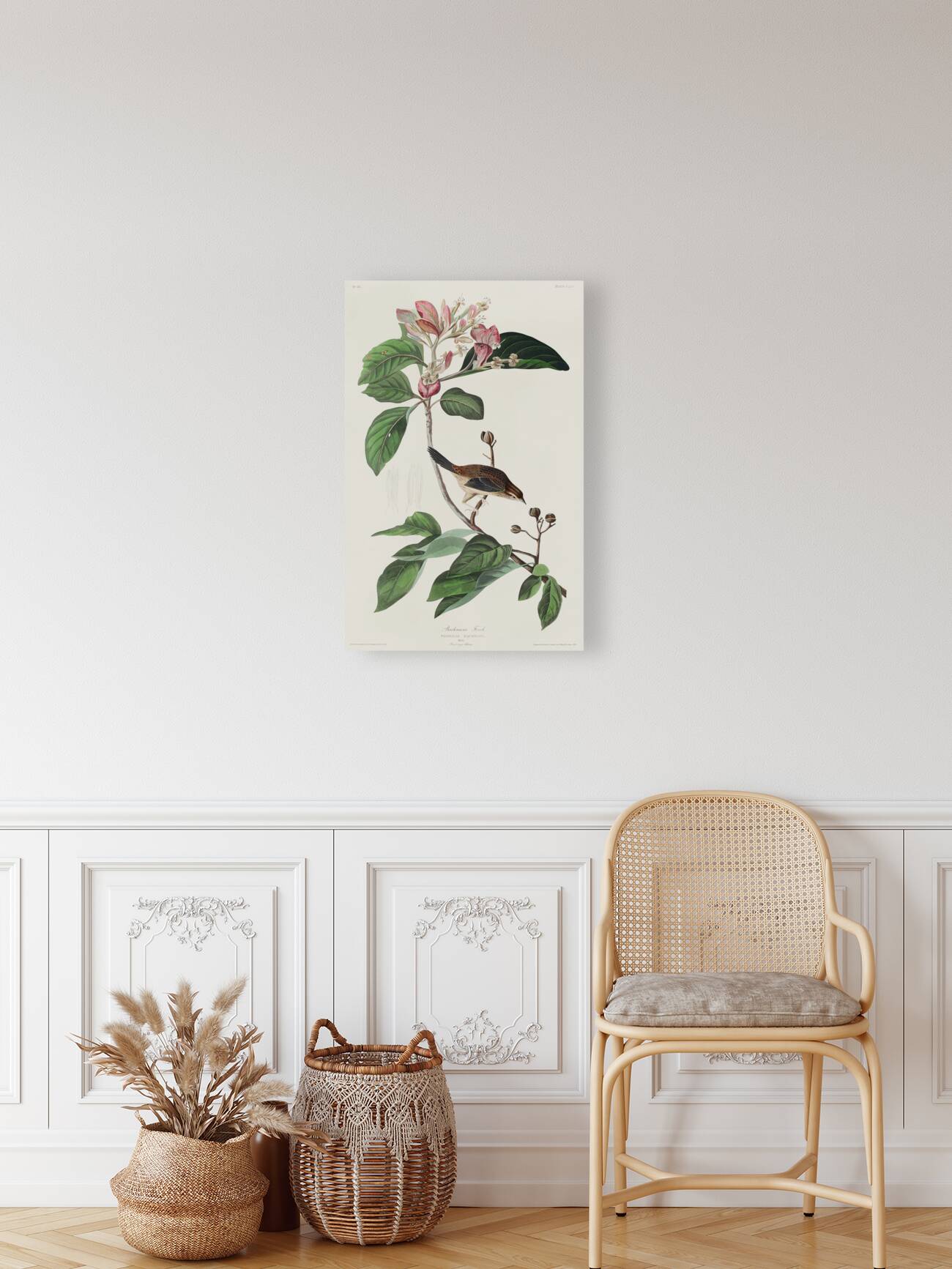 Bachmans Finch Reproduction