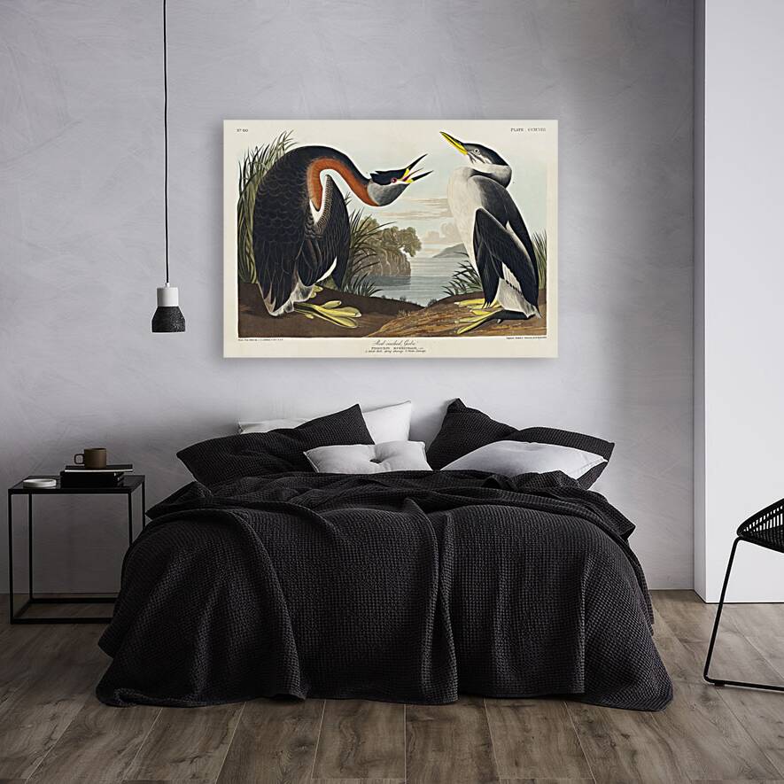 Red-necked Grebe Reproduction