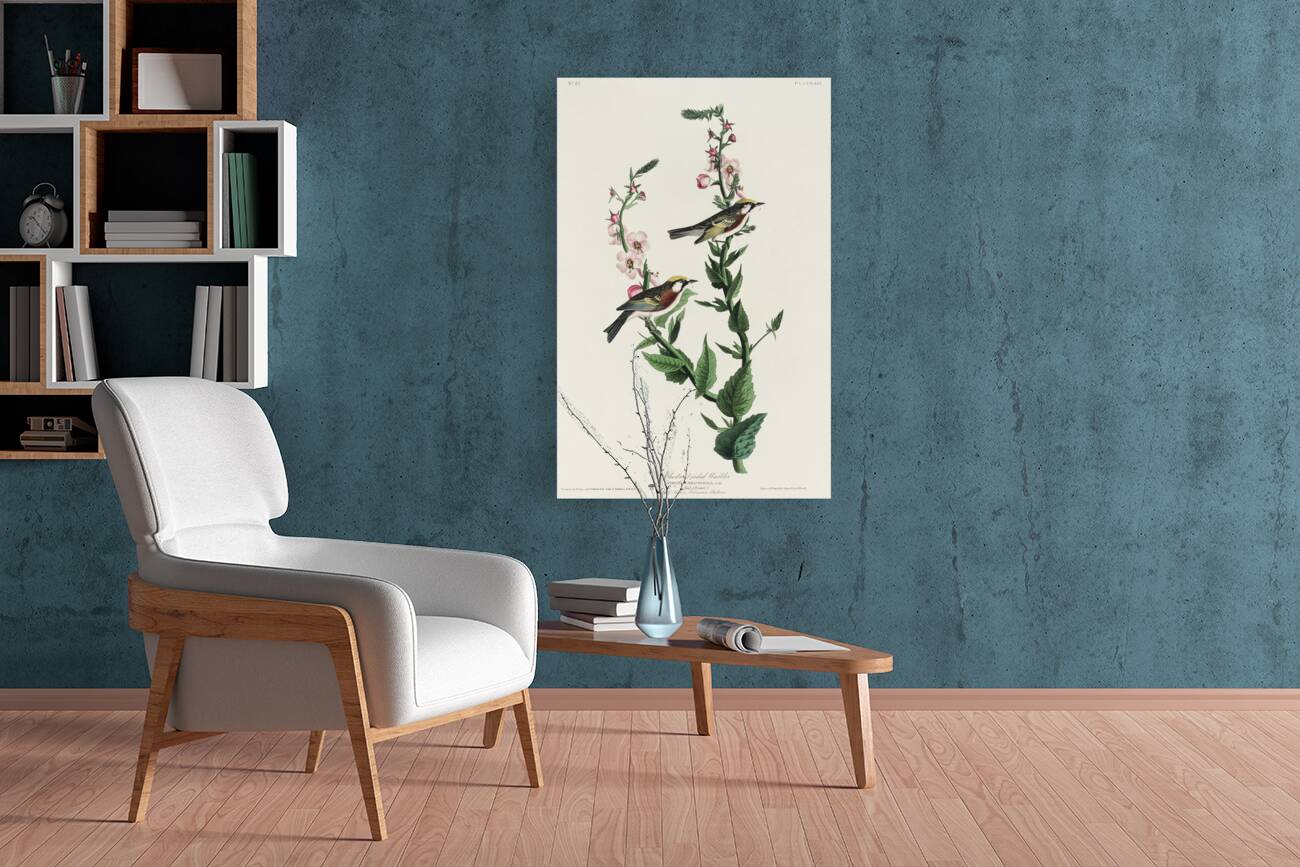 Chestnut-sided Warbler Reproduction