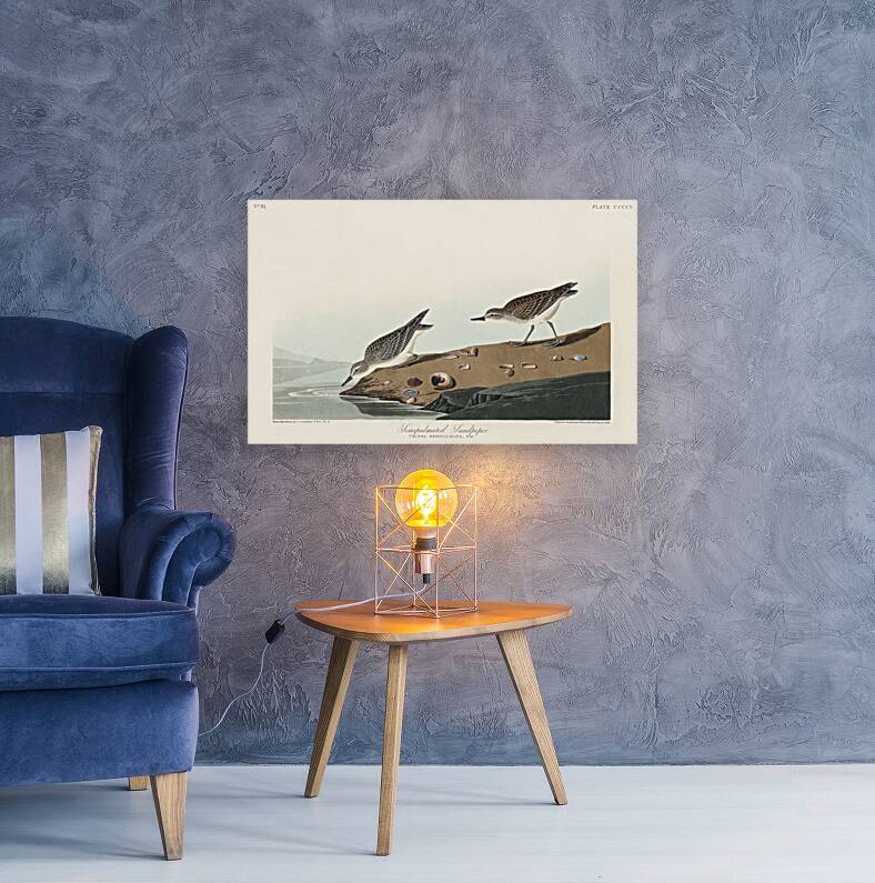 Semipalmated Sandpiper Reproduction