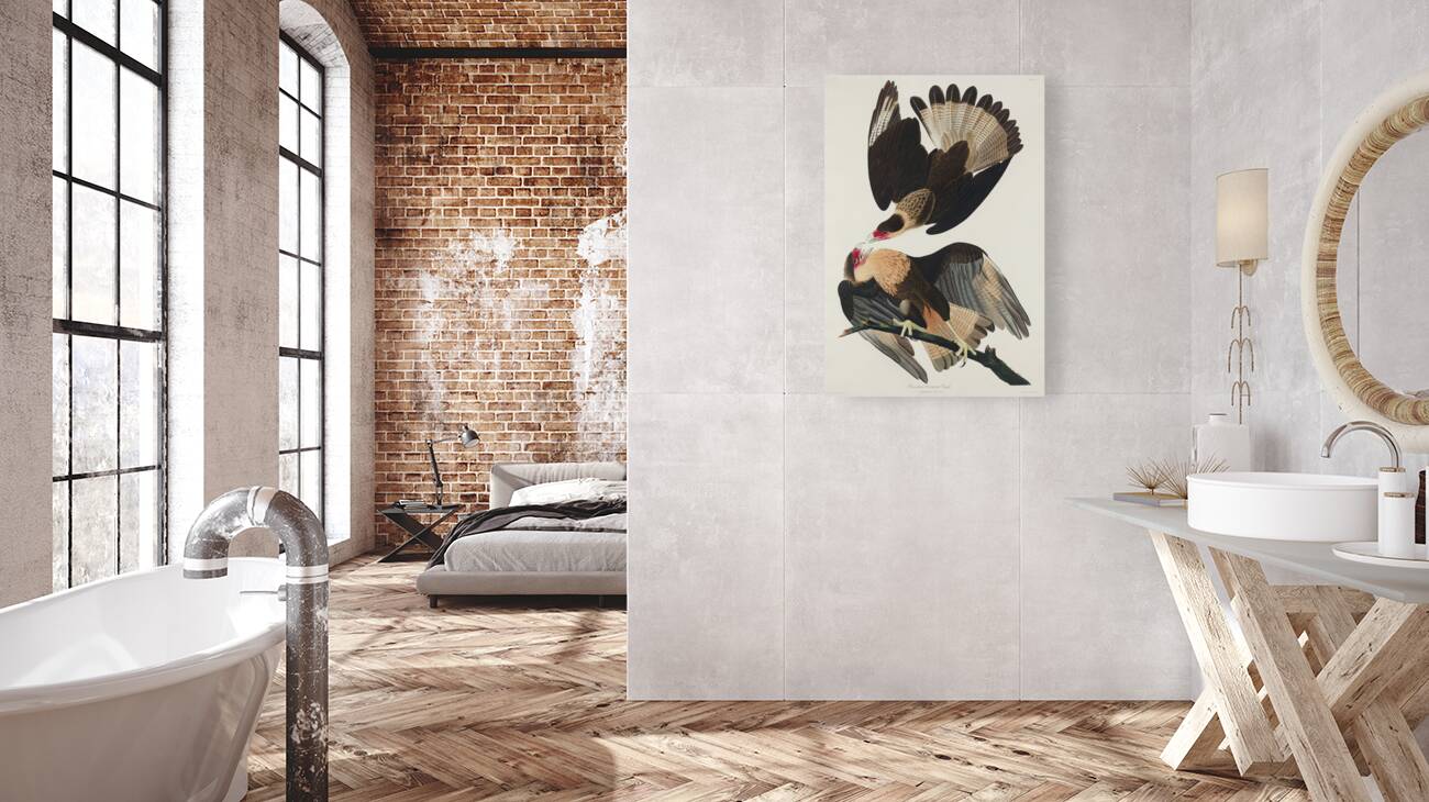 Brasilian Caracara Eagle Reproduction