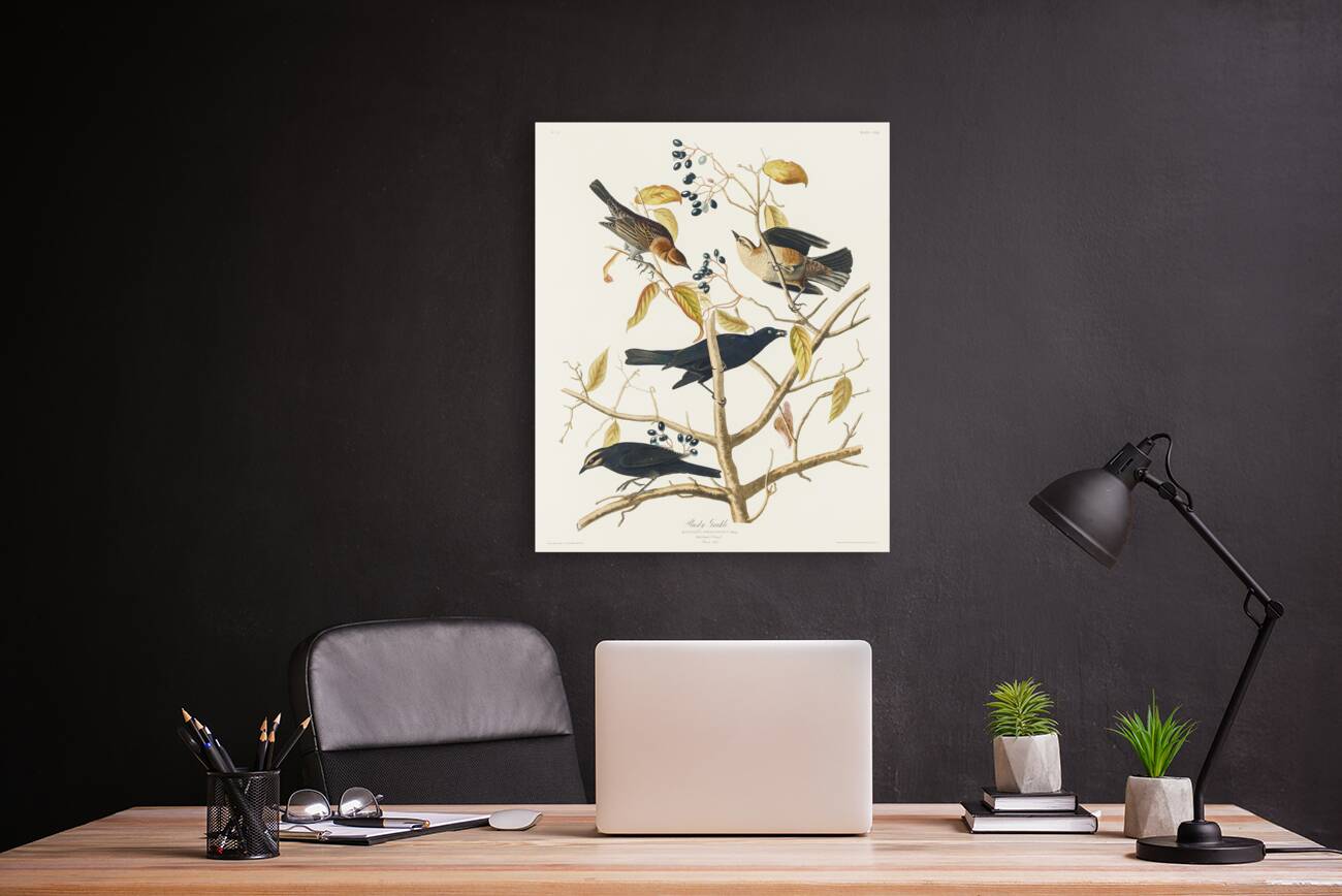 Rusty Grakle Reproduction