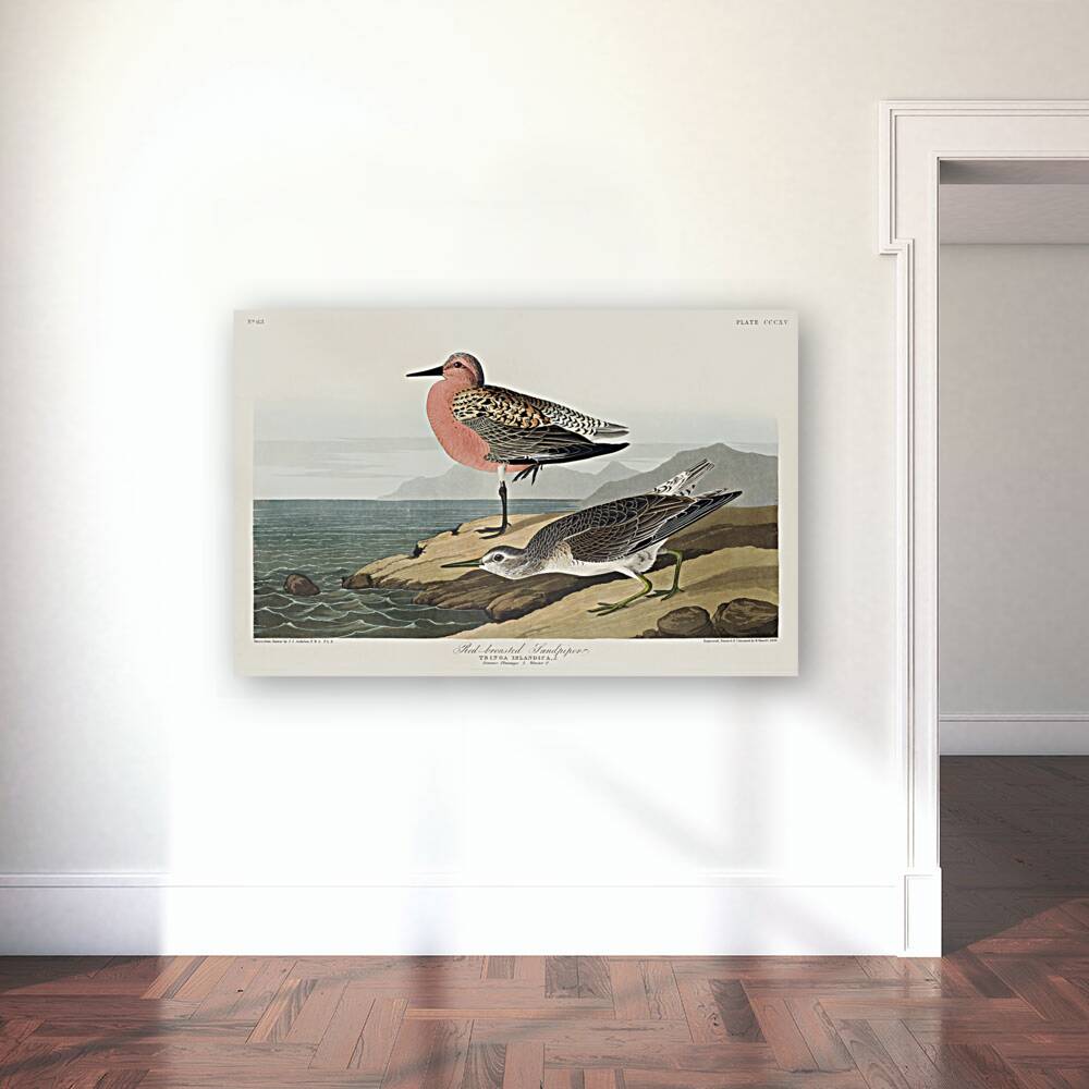 Red-breasted Sandpiper Reproduction