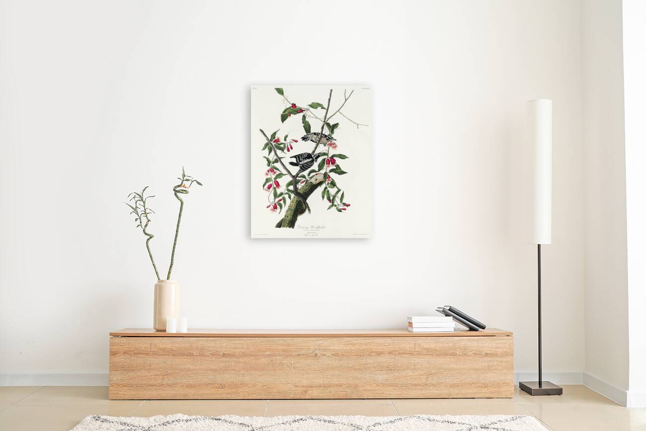 Downy Woodpecker Reproduction