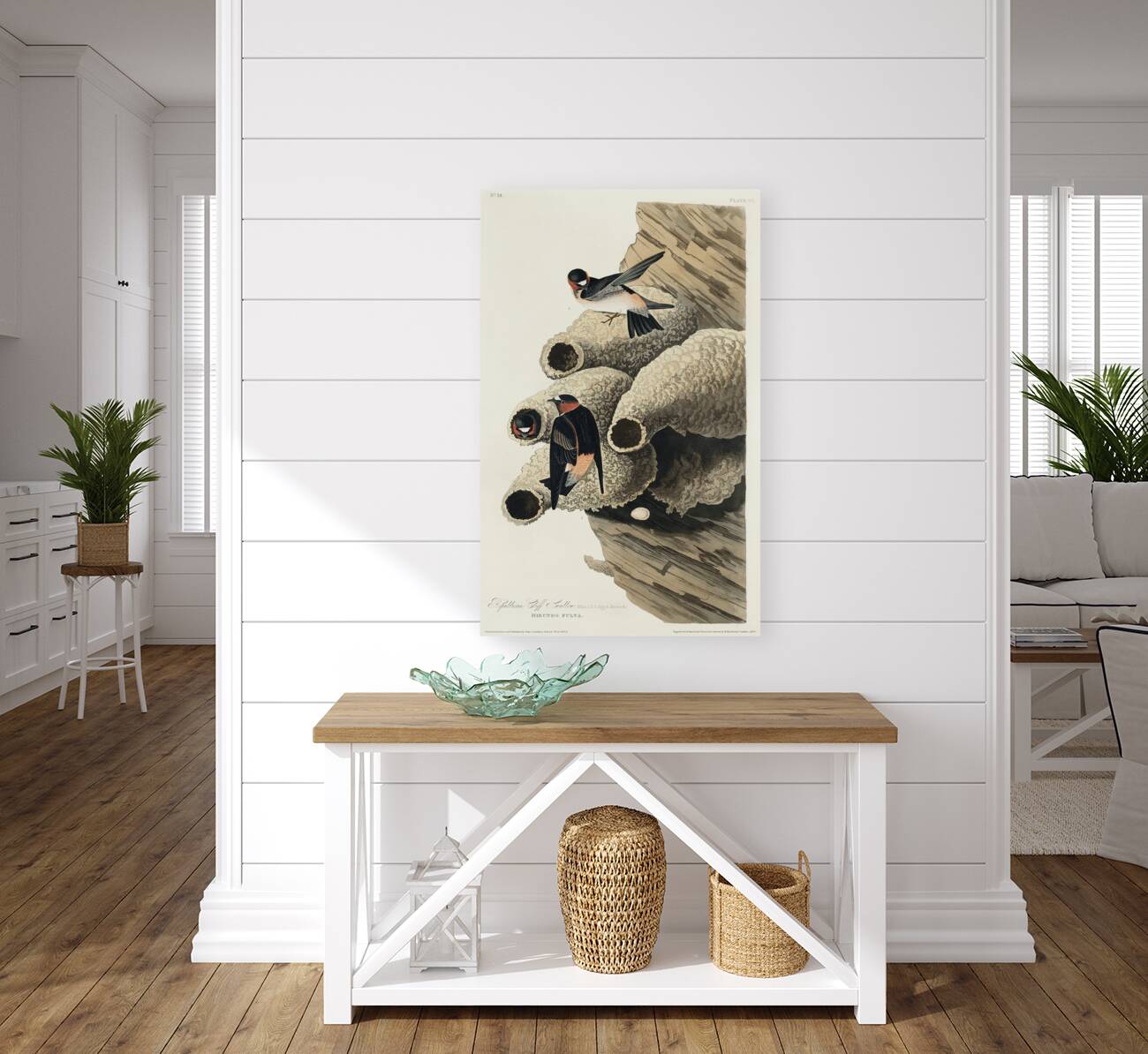 Republican or Cliff Swallow Reproduction