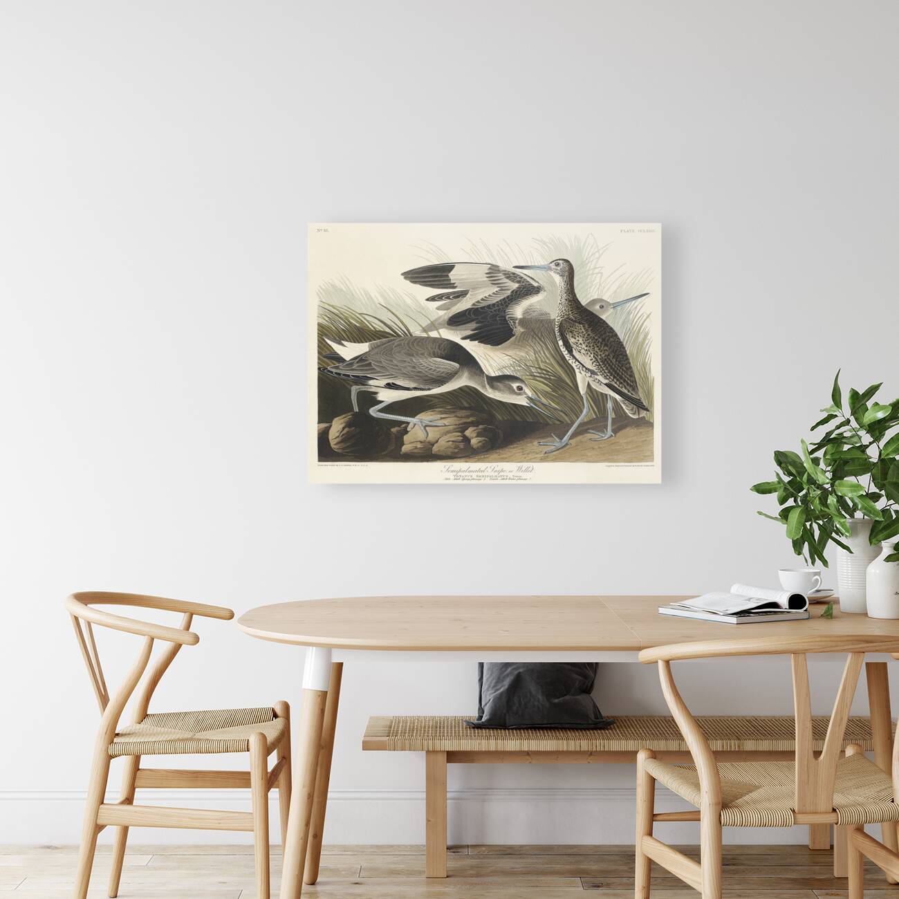 Semipalmated Snipe or Willet Reproduction