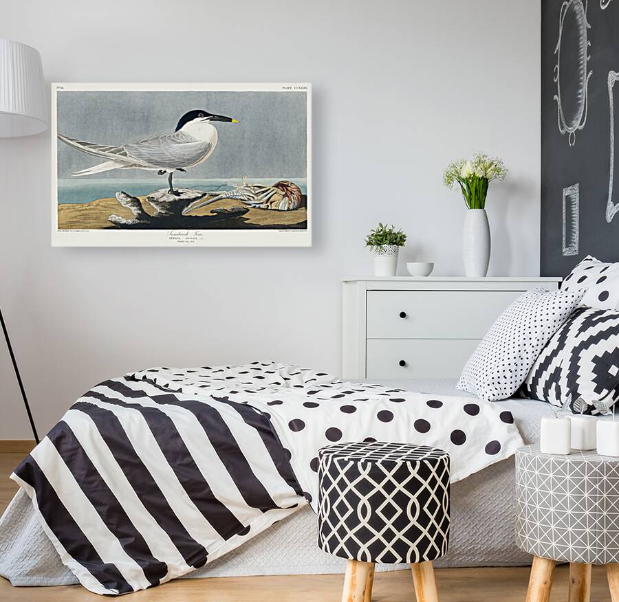 Sandwich Tern Reproduction