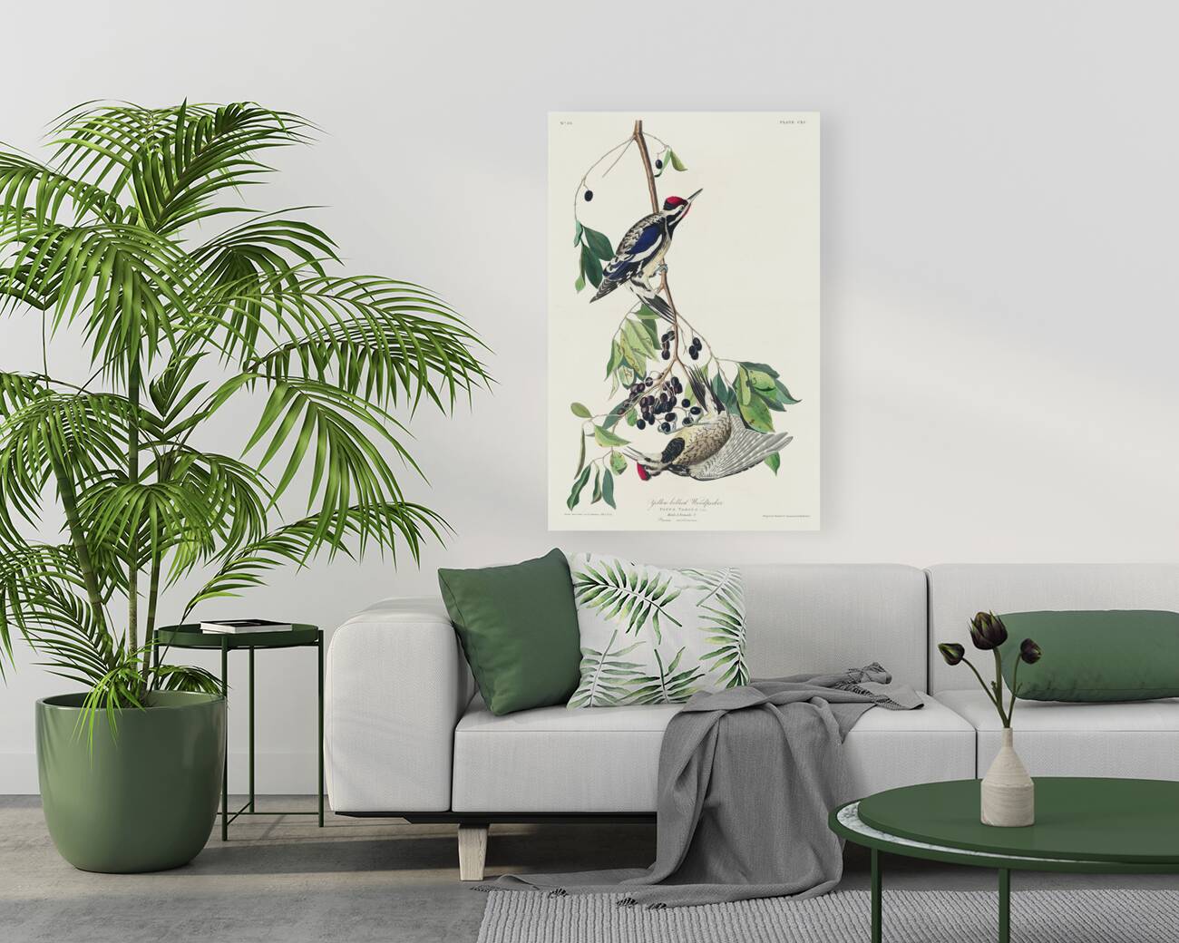 Yellow bellied Woodpecker Reproduction