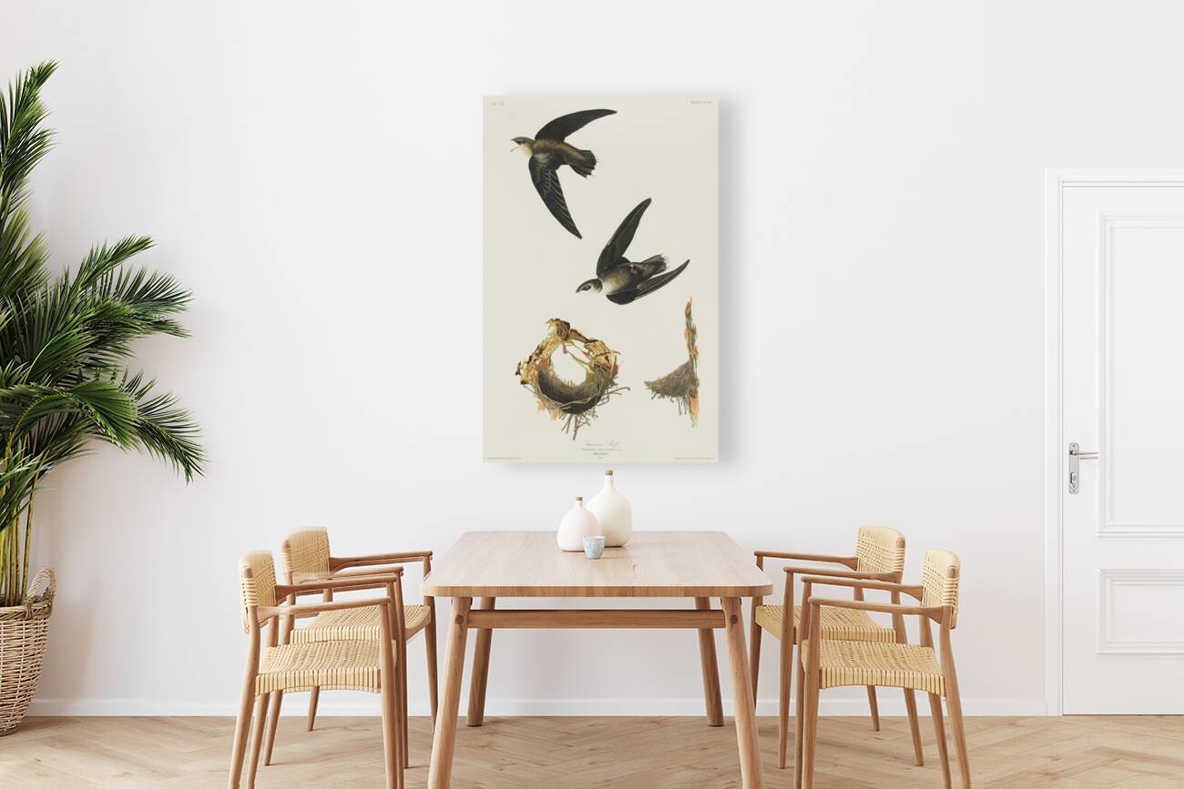 American Swift Reproduction