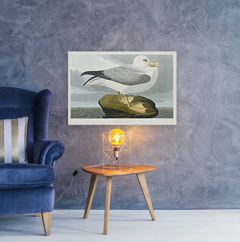 Fulmar Petrel Reproduction