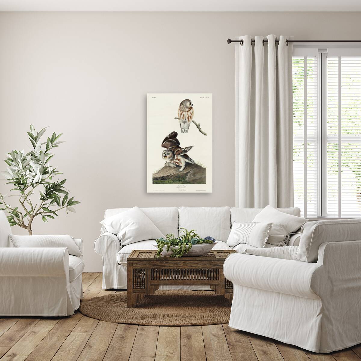 Little Owl Reproduction