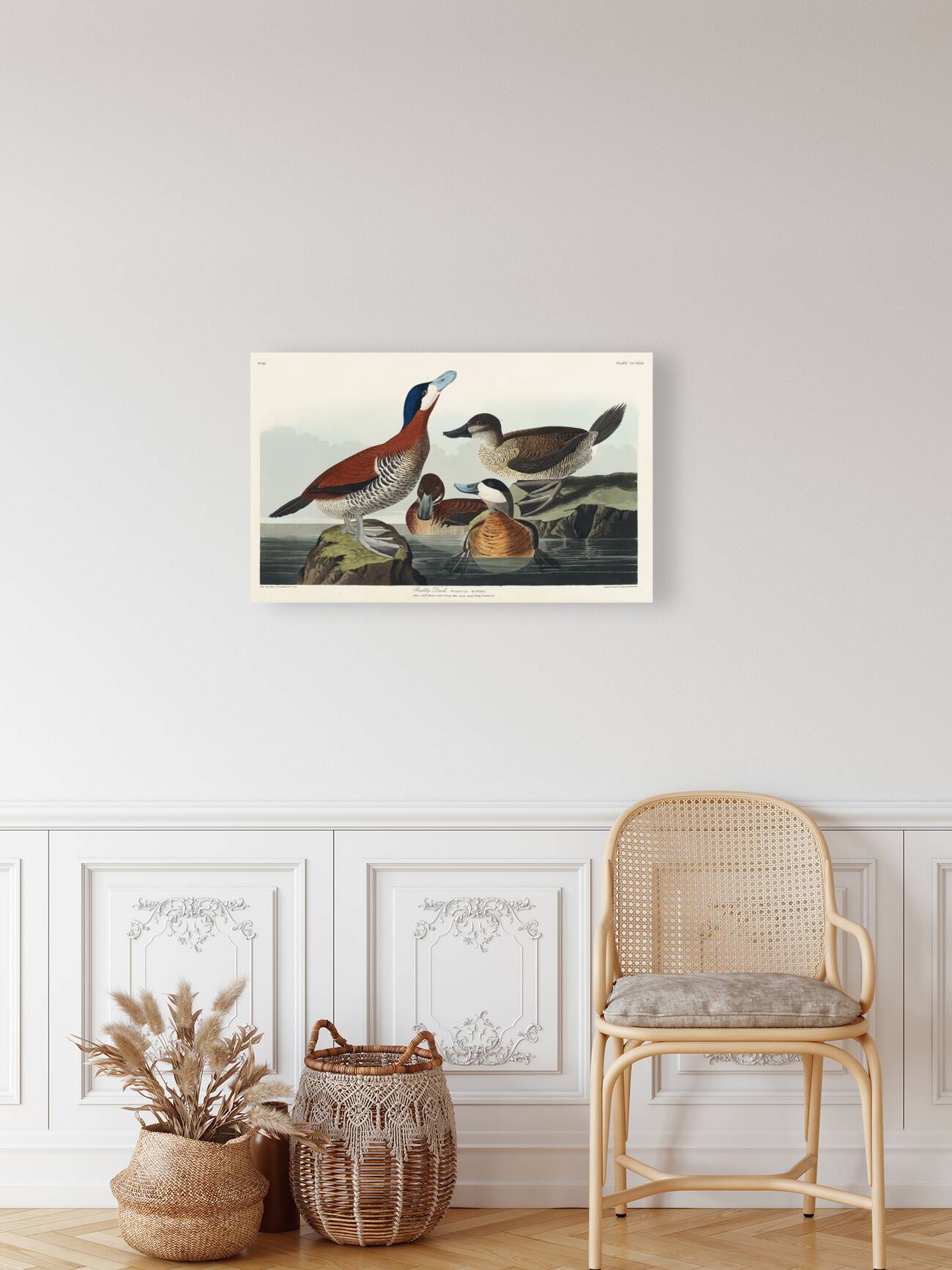 Ruddy Duck Reproduction