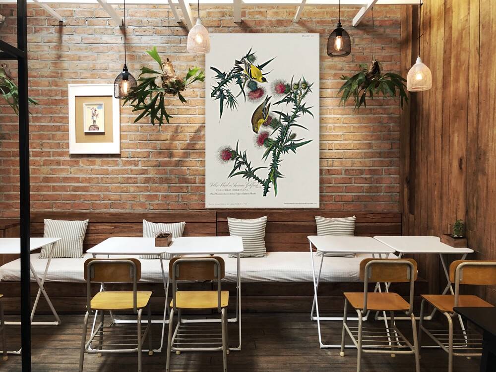 American Goldfinch Reproduction