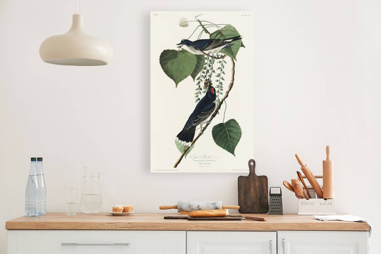 Tyrant Fly-catcher Reproduction