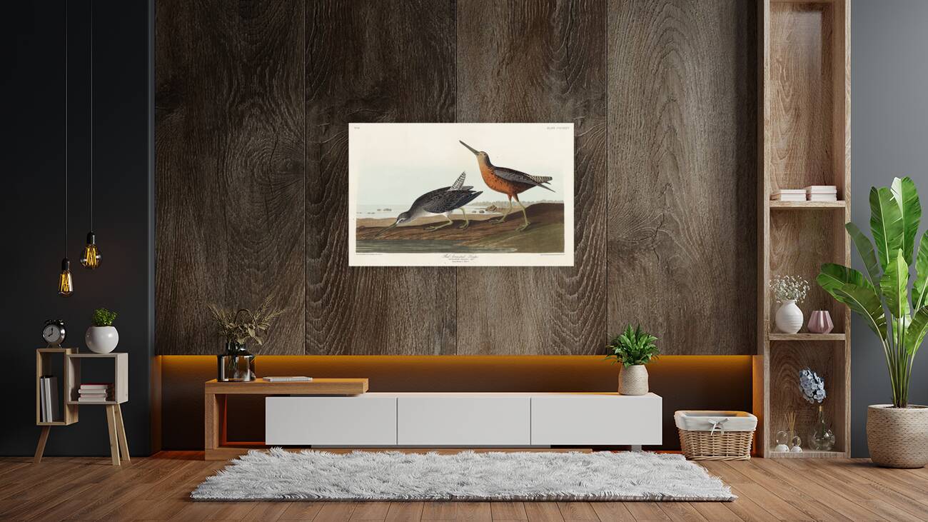 Red-breasted Snipe Reproduction