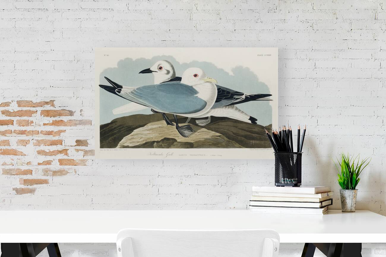 Kittiwake Gull Reproduction