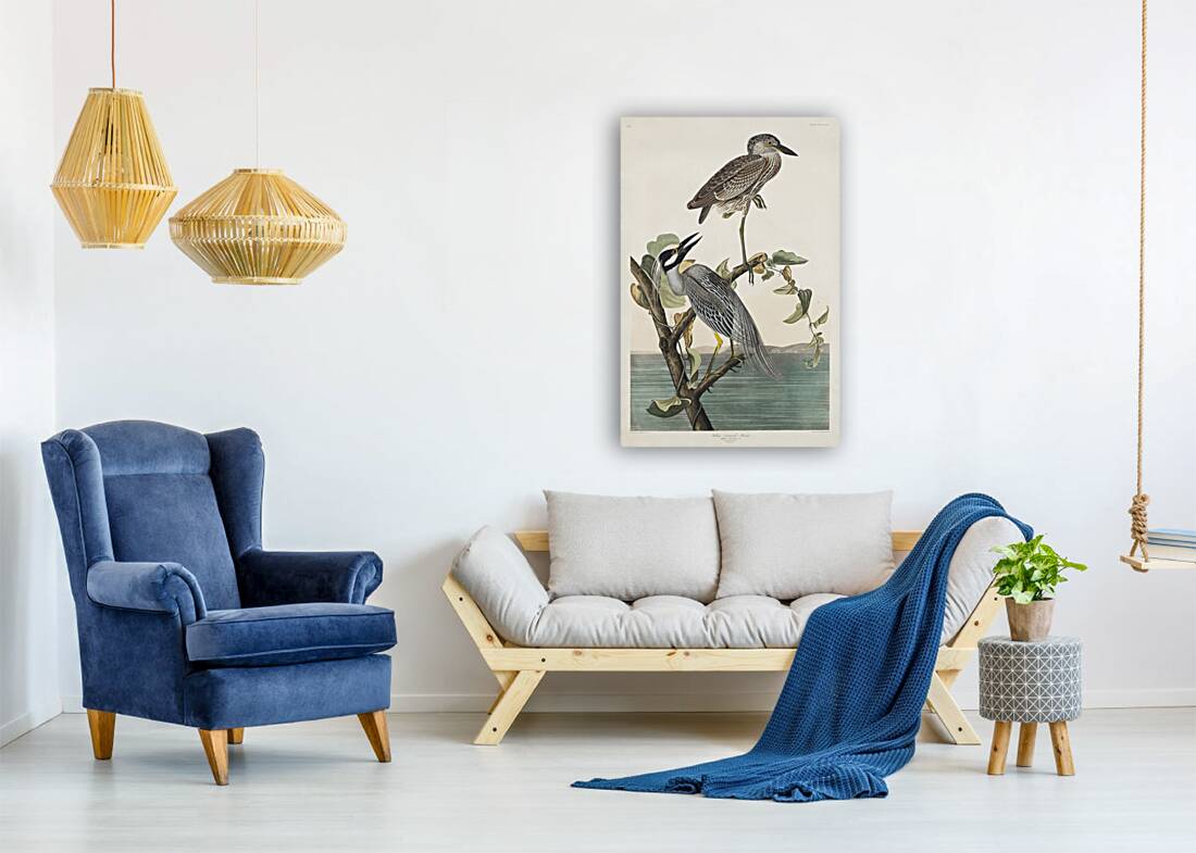 Yellow-Crowned Heron Reproduction