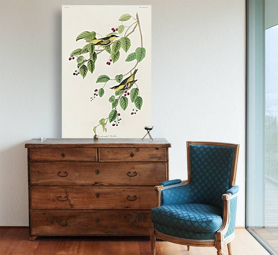 Carbonated Warbler Reproduction