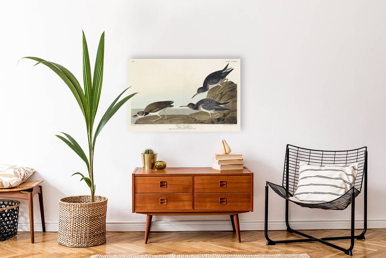 Purple Sandpiper Reproduction